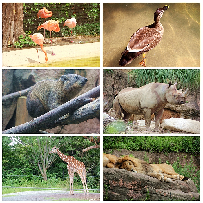天王寺公園動物園的動物們