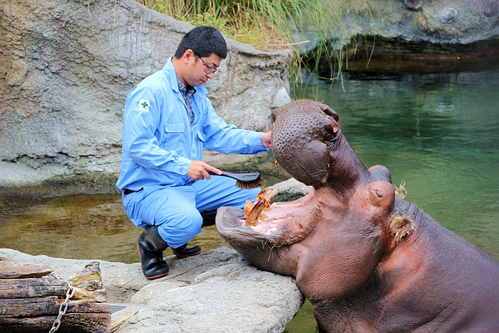天王寺公園動物園的河馬餵食秀