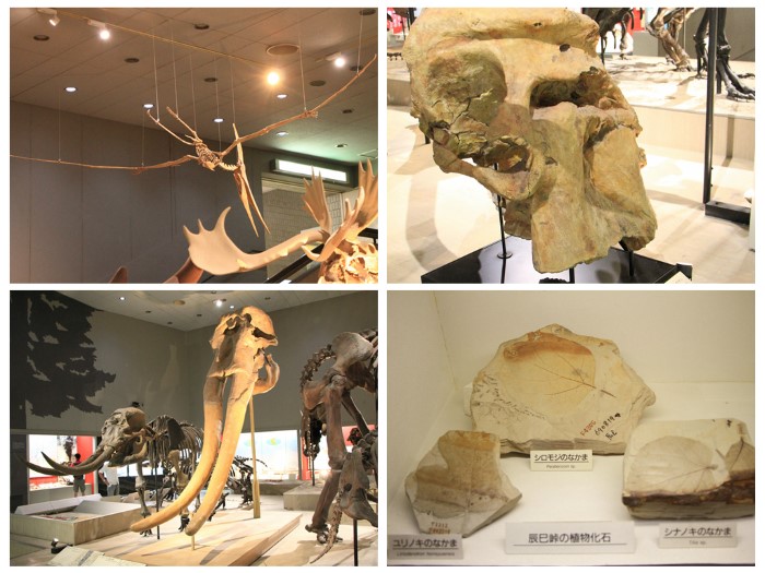 大阪自然史博物館_第二展館__地球和生命的歷史