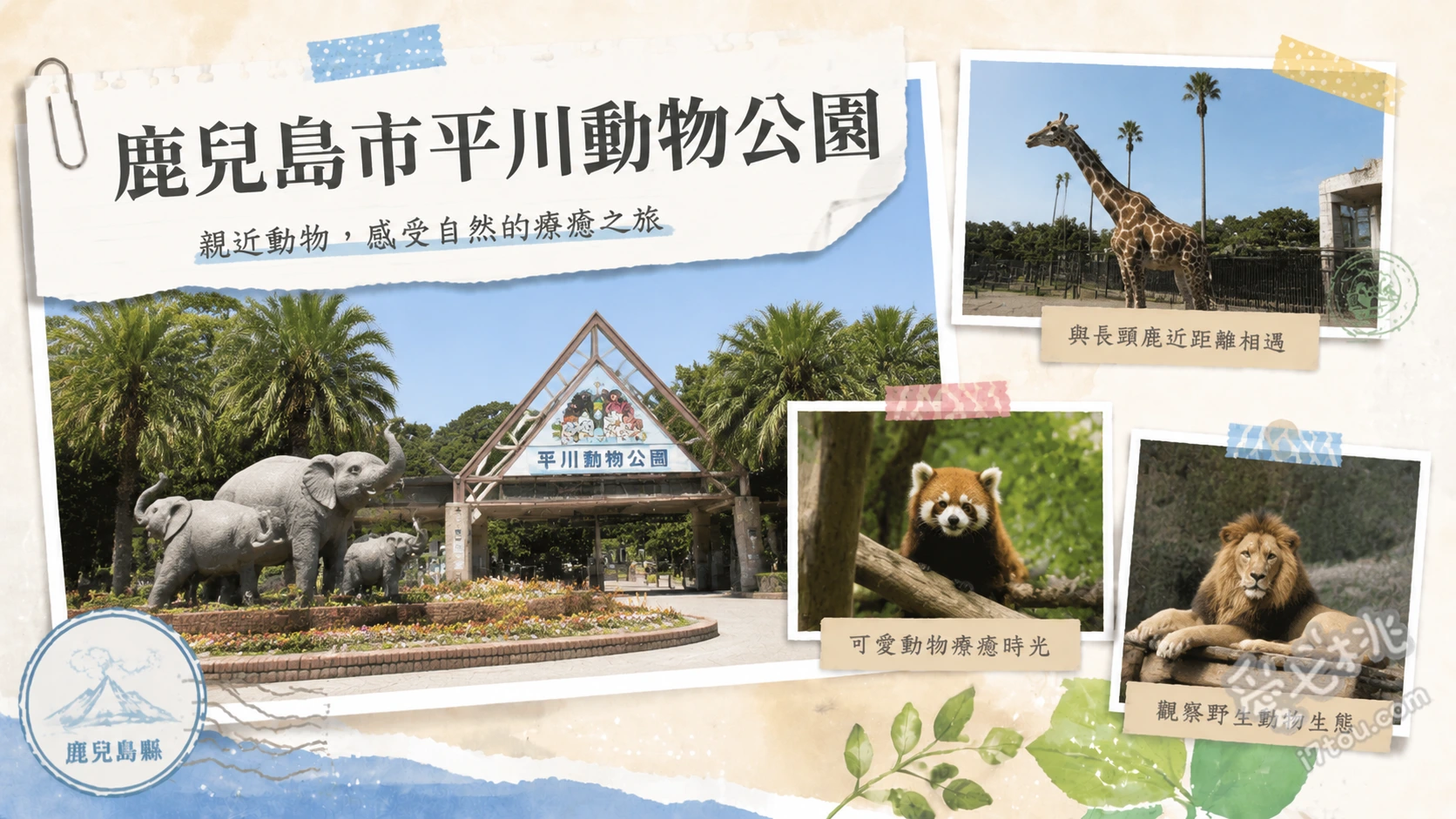 鹿兒島市平川動物公園｜全日本最多無尾熊！櫻島海景與足湯 無尾熊館近距離觀察、非洲大草原區與櫻島同框、動物園專屬景觀足湯