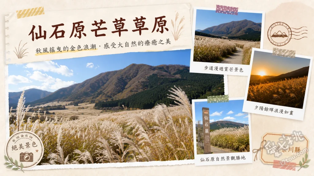 仙石原芒草草原｜箱根秋季必訪絕美金黃花海與親子散步攻略 700公尺金黃色芒草步道、秋季限定夕陽絕景、春季震撼燒山祭典