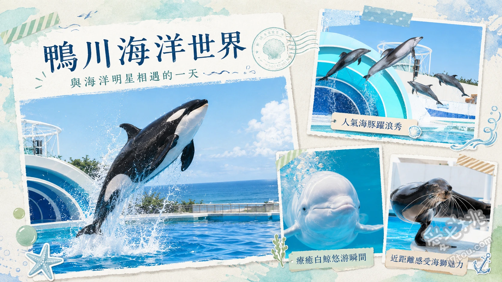 鴨川海洋世界|東京近郊必訪虎鯨秀,親子放電交通與門票全攻略 震撼虎鯨表演與前排濕身體驗、展現高智商的白鯨與海豚秀、鵜鶘散步與動物餵食觀察