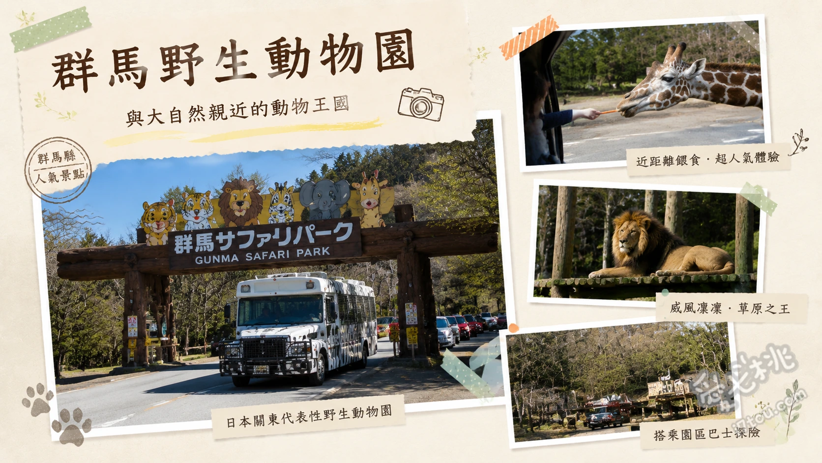 群馬野生動物園|近距離餵食獅子!關東親子自駕必訪景點 搭乘叢林巴士體驗夾肉餵食獅子、在步行區近距離觀賞日本最多數量的白老虎、探訪親近動物公園觸摸水豚與袋鼠