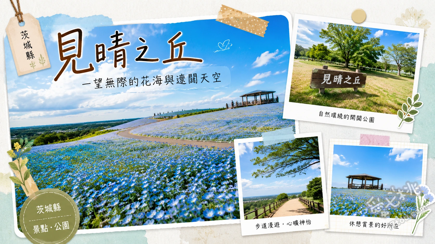 國營常陸海濱公園見晴之丘｜此生必看夢幻粉蝶花與掃帚草 漫步見晴之丘粉蝶花海、眺望太平洋海天一色絕景、秋季火紅掃帚草打卡