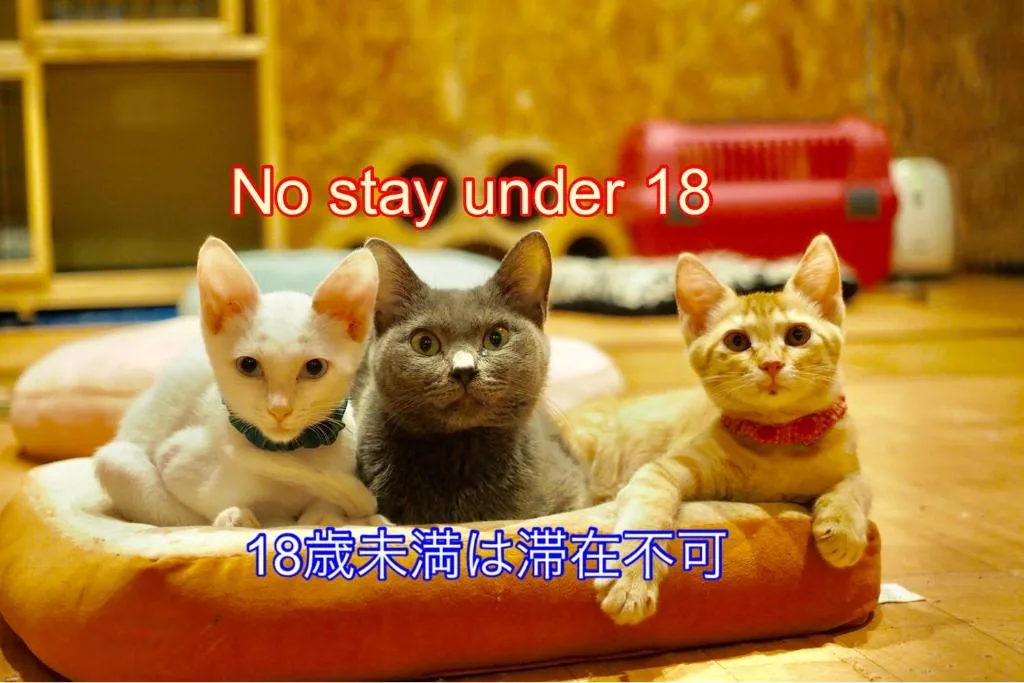 尼克庫拉旅舍