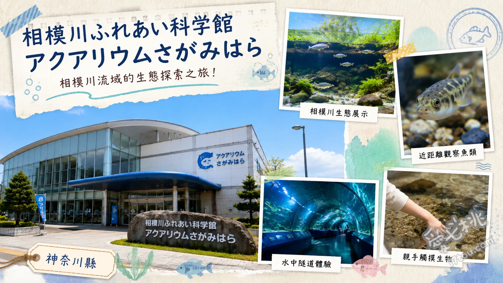 相模川ふれあい科学館|神奈川高CP值親子水族館,門票450日圓 40公尺長「河川水族箱」:重現相模川從源頭到出海口的生態、甜甜圈造型「坡道魚類觀察水槽」:近距離觀察水路秘密與魚群動態、戶外「湧泉與小溪水族箱」:超人氣的直接餵魚體驗