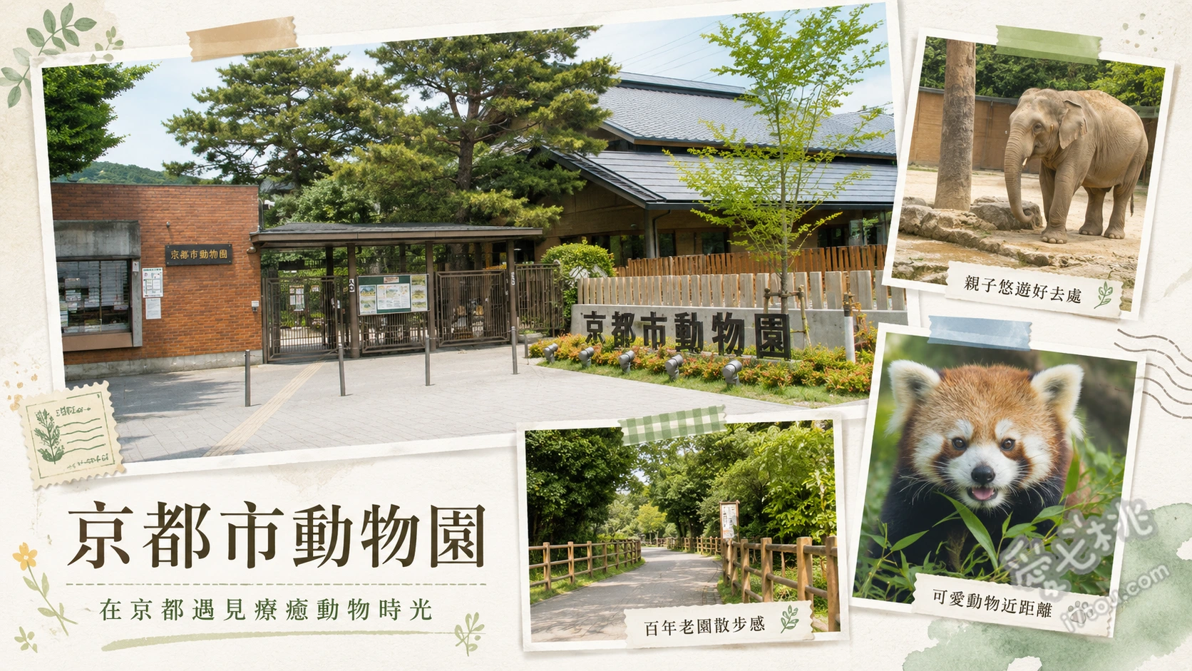 京都市動物園｜京都文青與親子必訪的百年生態秘境推薦 長頸鹿木造高台近距離觀察、1956年建造的日本最古老復古摩天輪、猛獸世界空中通道與透明觀察窗