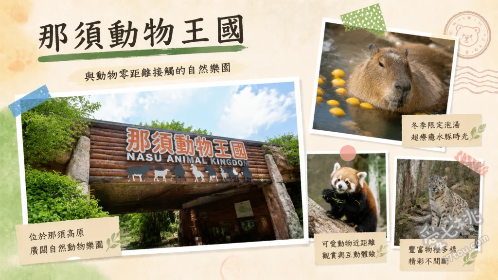 那須動物王國｜零距離接觸水豚與超人氣貓咪表演的療癒天堂 水豚森林：近距離餵食水豚，冬季還能觀賞水豚泡溫泉、貓咪表演秀：人氣極高的室內展演，貓咪會走鋼索並與觀眾互動、猛禽飛行秀：以那須連峰為背景，老鷹與獵鷹從觀眾頭頂低空飛過
