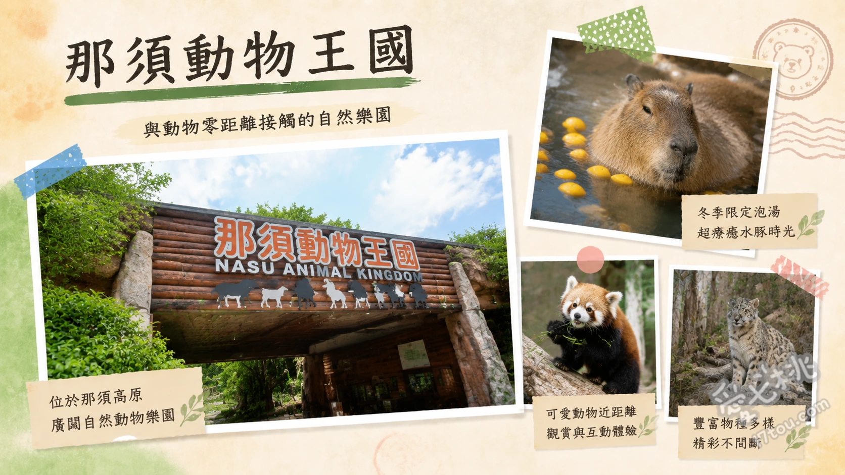 那須動物王國｜零距離接觸水豚與超人氣貓咪表演的療癒天堂 水豚森林：近距離餵食水豚，冬季還能觀賞水豚泡溫泉、貓咪表演秀：人氣極高的室內展演，貓咪會走鋼索並與觀眾互動、猛禽飛行秀：以那須連峰為背景，老鷹與獵鷹從觀眾頭頂低空飛過
