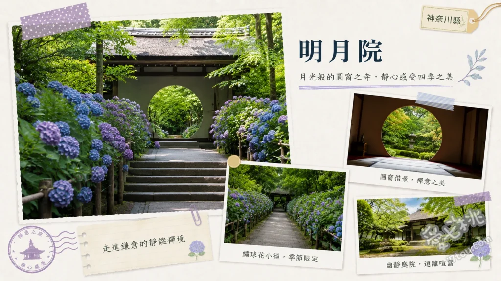 鎌倉明月院｜絕美明月院藍繡球花海與頓悟之窗，親子賞花攻略 參道階梯的「明月院藍」姬繡球花海、本堂圓形的「頓悟之窗」與四季框景、期間限定開放的本堂後庭園與花菖蒲