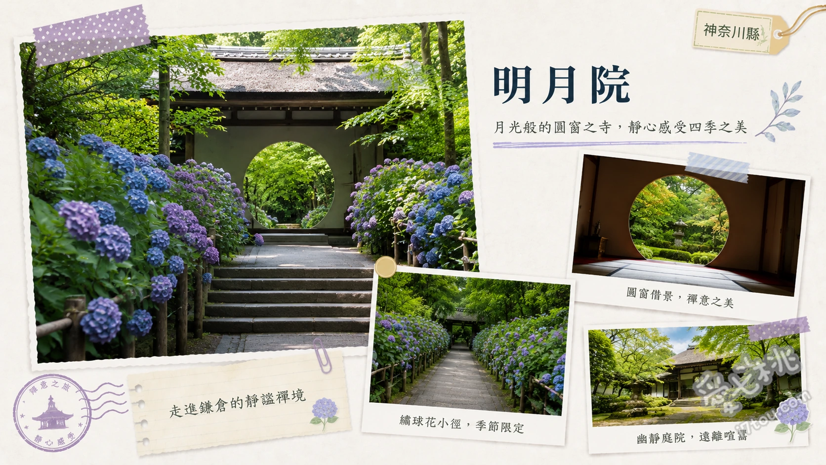 鎌倉明月院|絕美明月院藍繡球花海與頓悟之窗,親子賞花攻略 參道階梯的「明月院藍」姬繡球花海、本堂圓形的「頓悟之窗」與四季框景、期間限定開放的本堂後庭園與花菖蒲