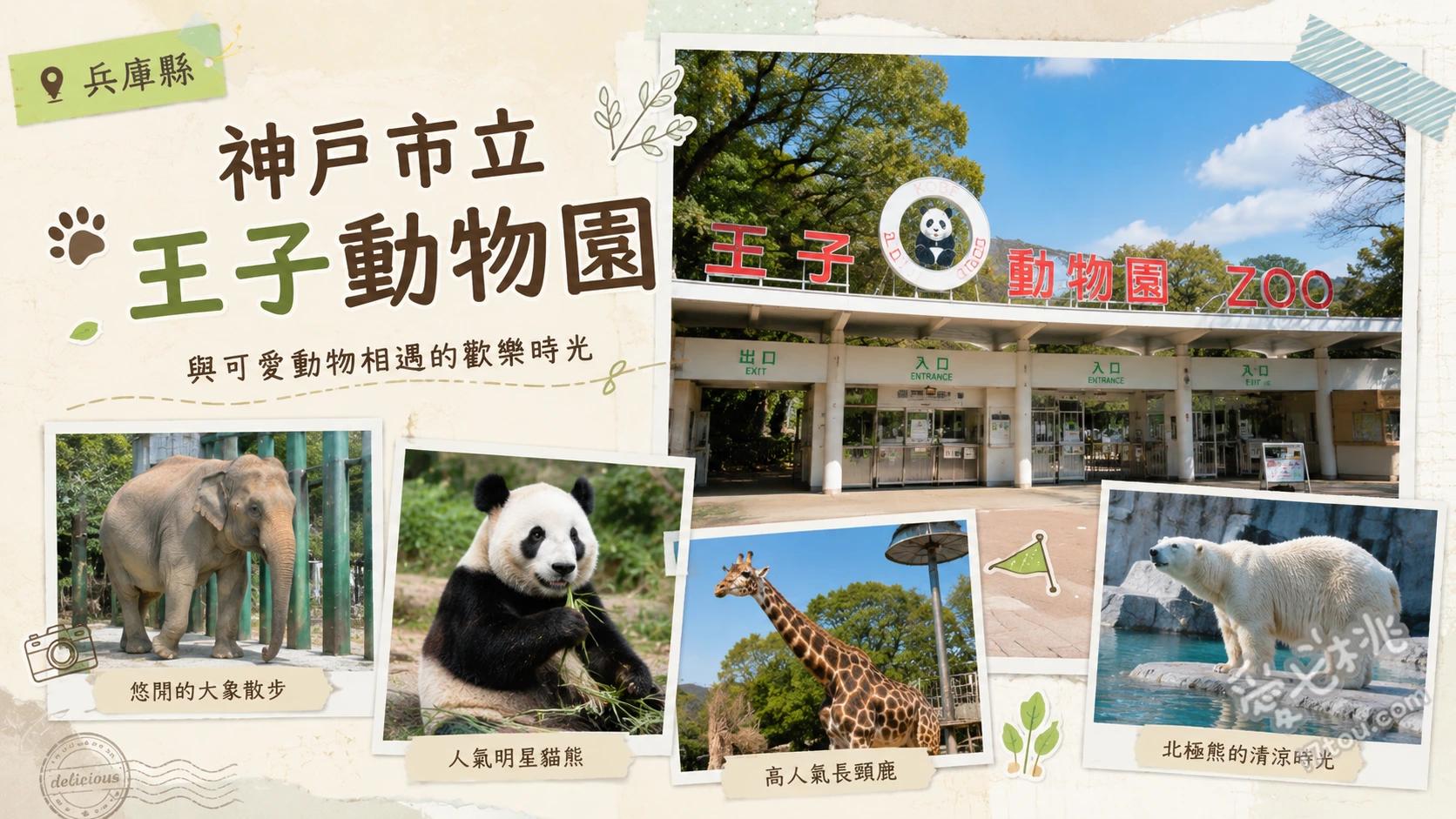 神戶市立王子動物園|無尾熊與北極熊的療癒系親子景點 近距離觀賞無尾熊與北極熊、挑戰復古小型遊樂園設施、參觀異人館「舊亨特住宅」