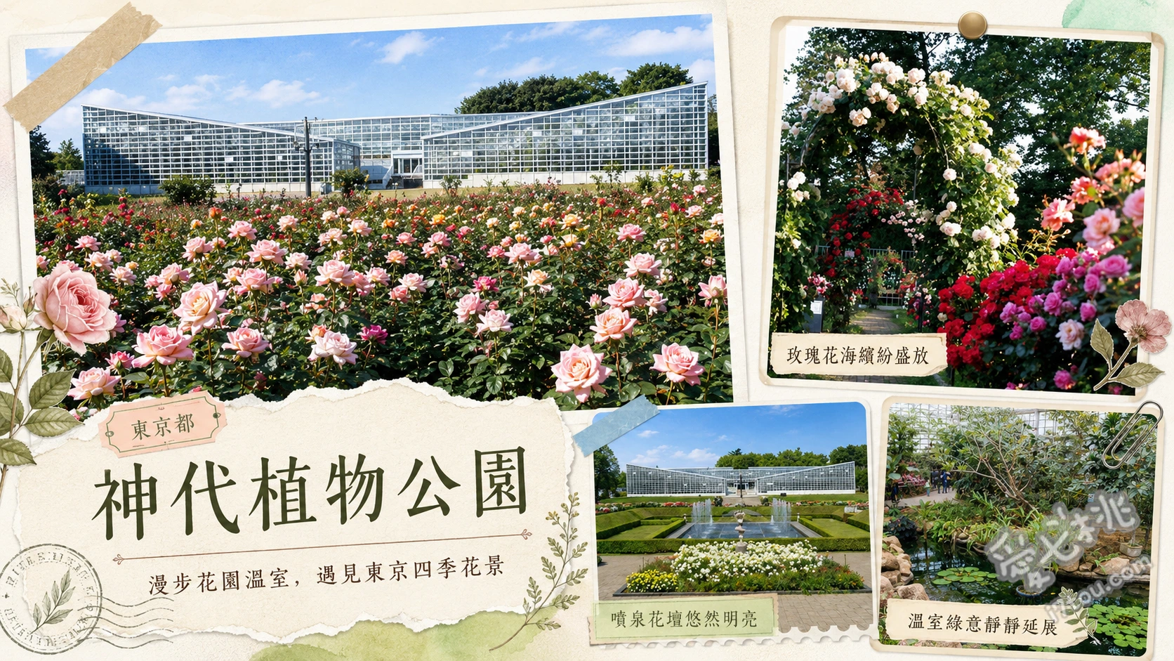 東京調布神代植物公園｜關東最大玫瑰園與絕美玻璃溫室探秘 漫步對稱幾何設計的沉床式玫瑰園、探索大型玻璃溫室的熱帶植物與睡蓮、順遊深大寺城跡與水生植物園