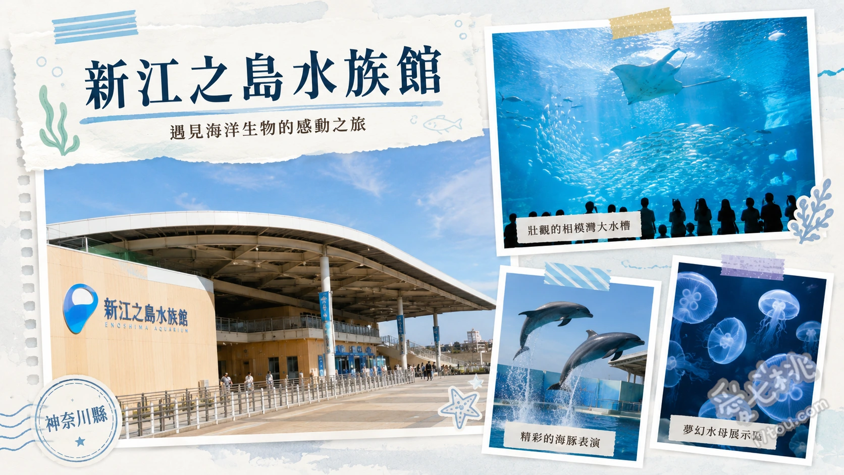 新江之島水族館｜相模灣夢幻海景，情侶必訪浪漫約會聖地 水母夢幻廳、相模灣大水槽、海景海豚表演