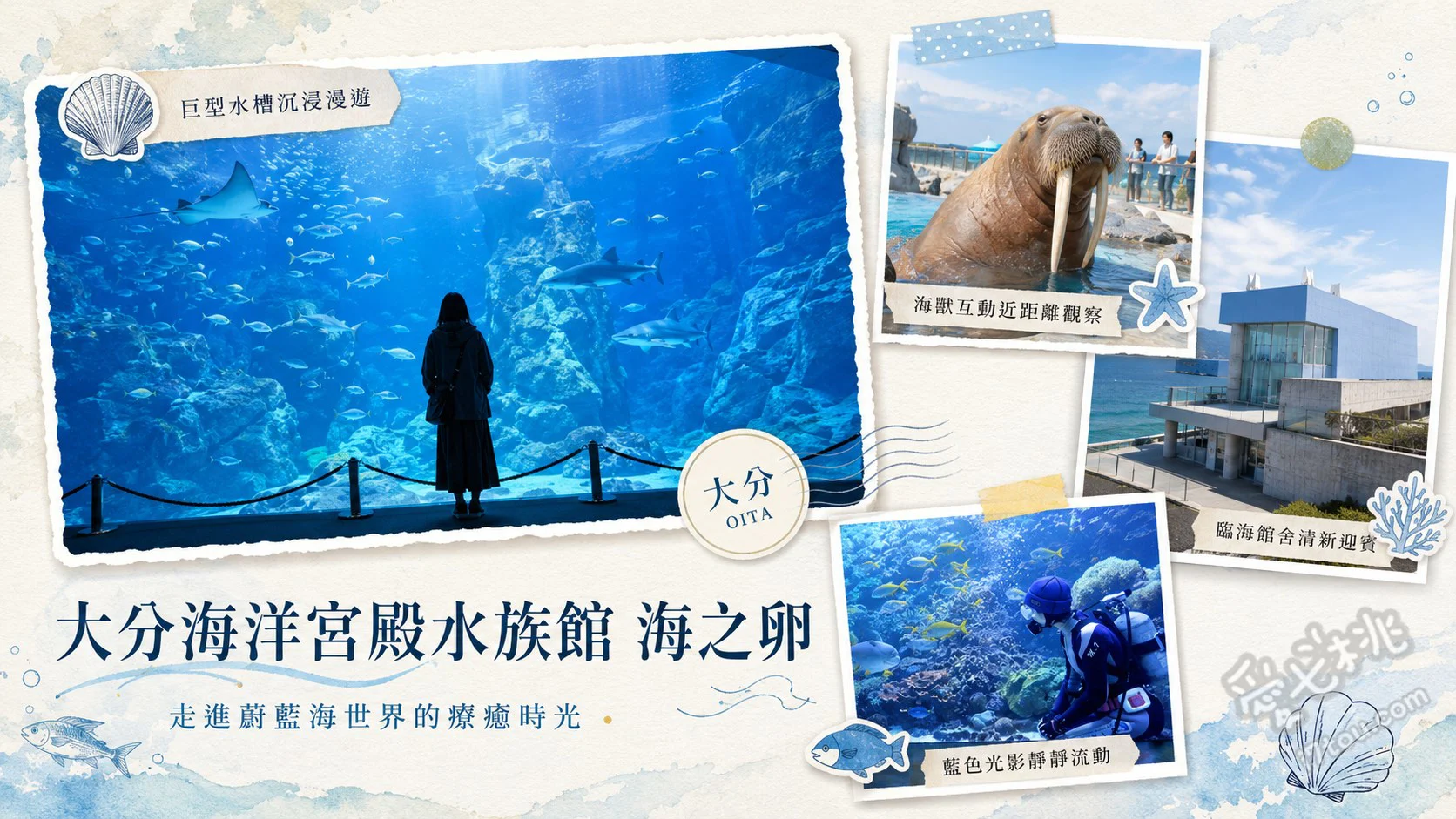 大分海洋宮殿水族館海之卵｜九州親子必訪超近距離互動水族館 爆笑海象與鵜鶘互動表演、ASOBEACH人造沙灘近距離看海豚、水量1250噸的大迴游水槽
