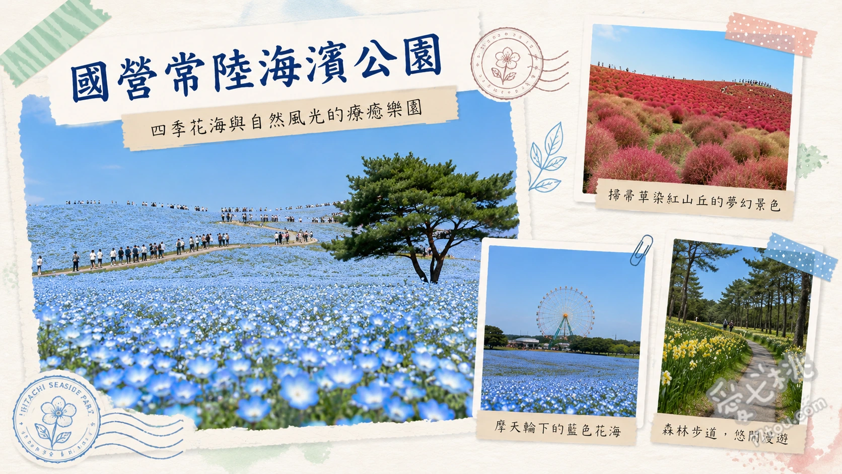 國營常陸海濱公園｜粉蝶花與掃帚草絕景，交通門票與四季攻略 見晴之丘（粉蝶花與掃帚草花海）、蛋之森花園（春季鬱金香與風車）、歡快遊樂園區（大摩天輪與親子設施）