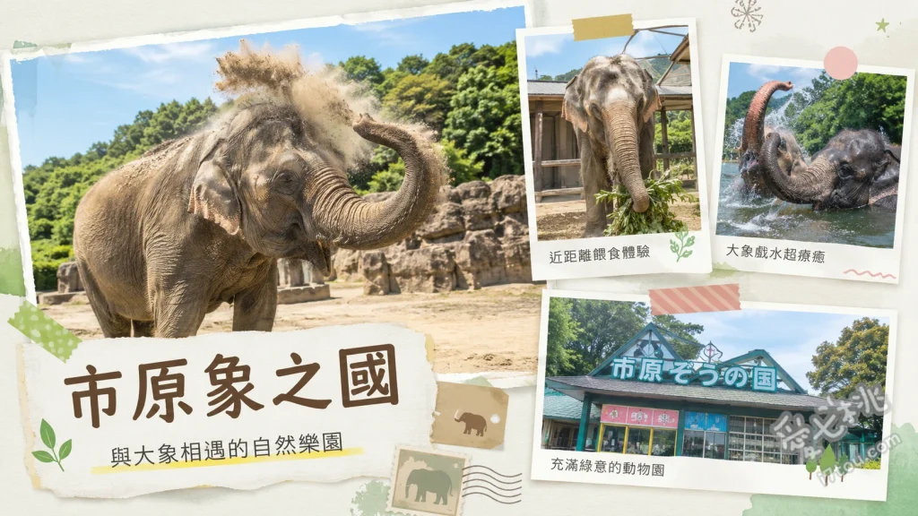 市原象之國｜千葉情侶約會必訪！零距離餵食水豚與大象 大象表演與騎乘體驗、購買點心桶零距離餵食水豚與小動物、搭乘免費接駁車前往Sayuri World看長頸鹿