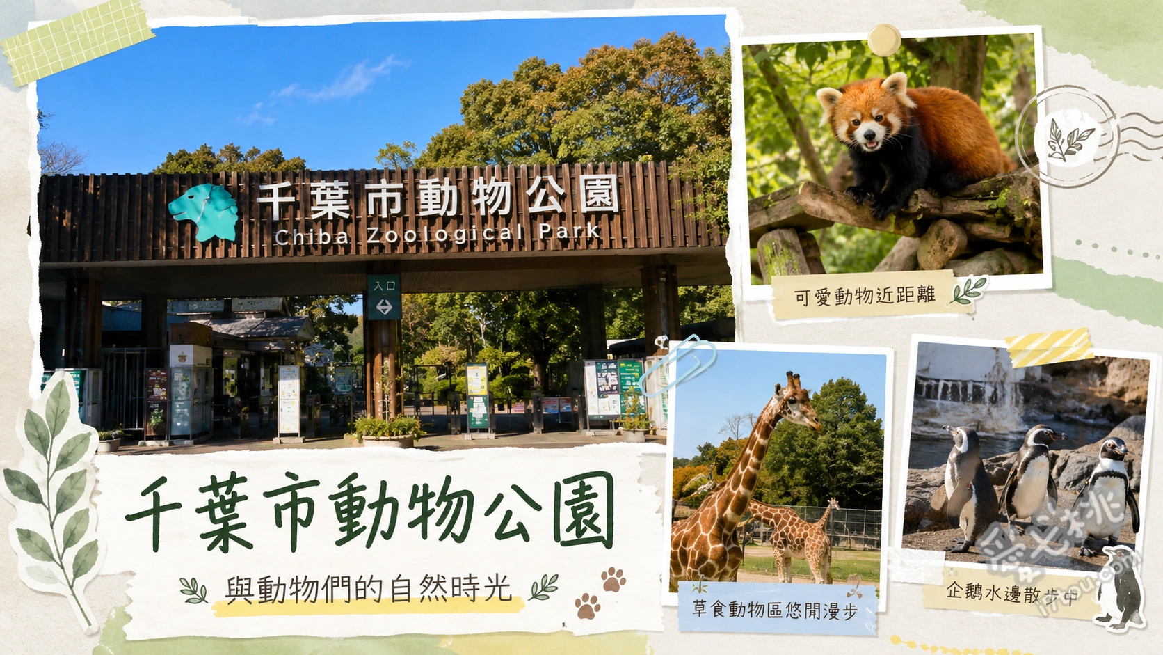 千葉市動物公園｜搭單軌電車直達的高CP值親子動物園 觀賞超人氣小貓熊家族、尋找稀有鳥類鯨頭鸛、親親動物之里餵食體驗