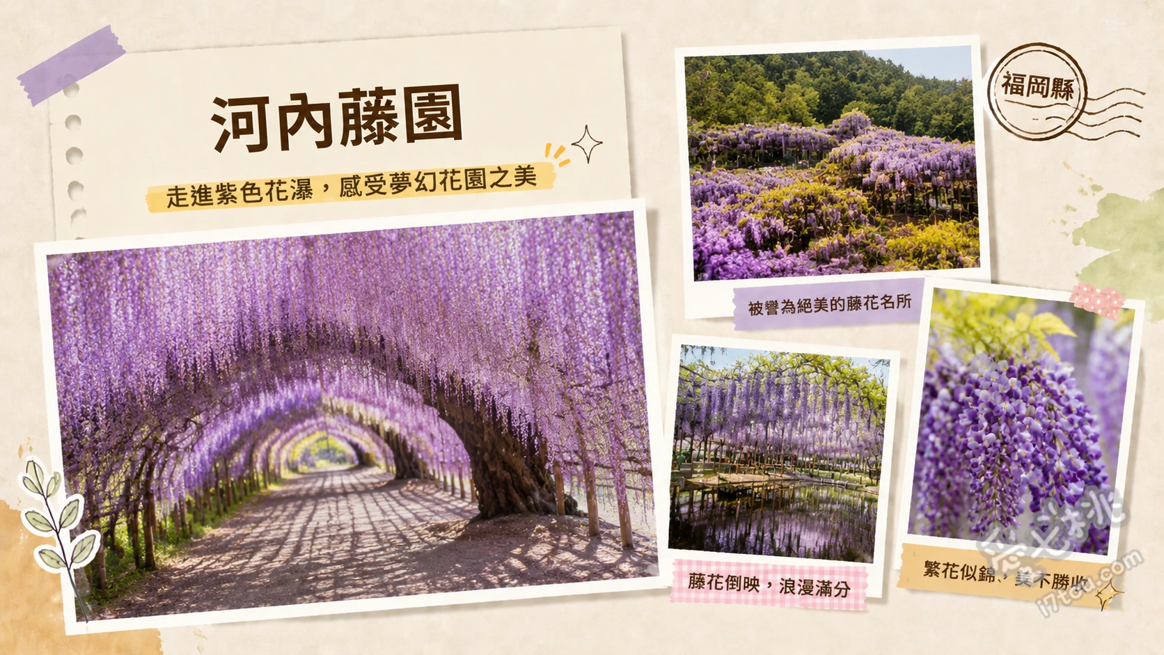 河內藤園｜福岡絕美紫藤花隧道，情侶浪漫約會必訪景點 80公尺與110公尺漸層紫藤花隧道、千坪壯觀大藤棚與夢幻紫藤圓頂、秋季限定700株楓紅浪漫步道