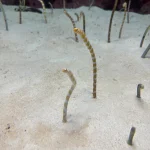 沖繩美麗海水族館 5