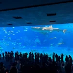 沖繩美麗海水族館 6